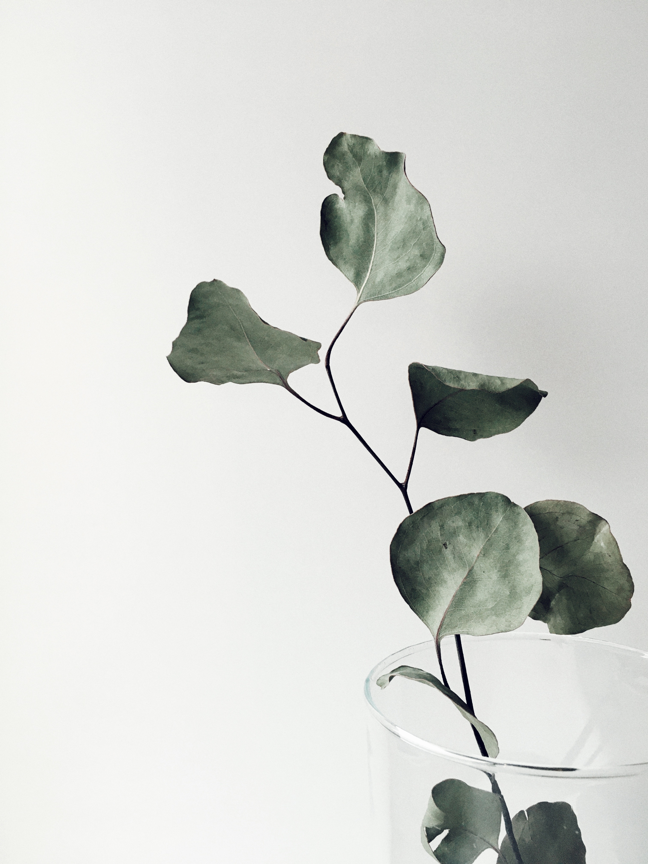 Green Leaves in Clear Glass